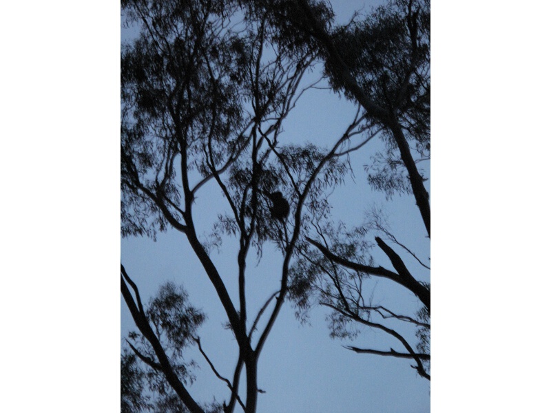 Silhoutte des langersehnten